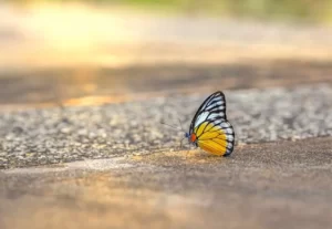 फुलपाखरू वर निबंध । Essay on Butterfly in Marathi