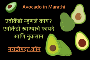एवोकॅडो म्हणजे काय? एवोकॅडो खाण्याचे फायदे आणि नुकसान । Avocado in Marathi