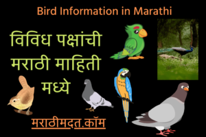 विविध पक्षांची मराठी माहिती मध्ये । Bird Information in Marathi