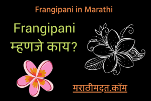 Frangipani म्हणजे काय? । Frangipani in Marathi