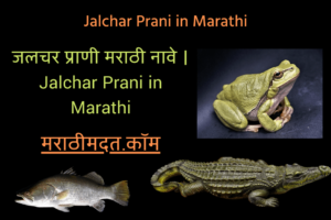 जलचर प्राणी मराठी नावे । Jalchar Prani in Marathi